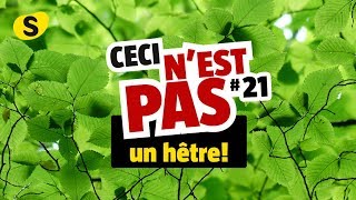 Ceci nest pas un hêtre 21 [upl. by Neimad840]