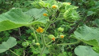 ⟹ Velvetleaf  Abutilon theophrasti  Wild plants to know about [upl. by Fougere]