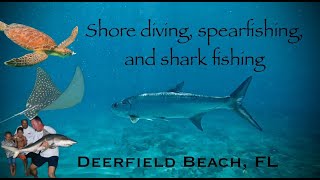 AMAZING Marine Life and INCREDIBLE ShoreBased Adventure  Deerfield Beach FL [upl. by Joo805]