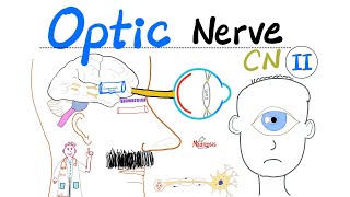 Optic Nerve amp Visual Pathway  Cranial Nerve 2 CN II  Neuroanatomy Series [upl. by Asseneg]