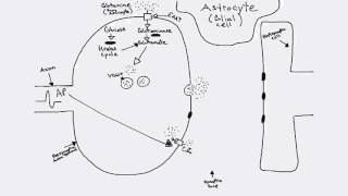 Glutamatergic Synapse [upl. by Ayekan]