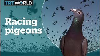 Whats pigeon racing [upl. by Desi]