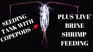 Adding Copepods to a Saltwater tank  How to [upl. by Gibeon589]