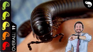 Giant Millipede The Best Pet Invertebrate [upl. by Hpesojnhoj]