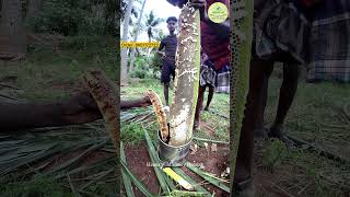 honey harvesting from coconut tree food honeycomb honey wildhoney foodie shorts honeyhunting [upl. by Eirellam]