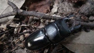 HDクワガタ採集201371ヒラタクワガタ Dorcus titanus [upl. by Rae]