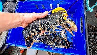 Lobster Fishing at its Finest  Hand Pulling 24 Lobster Pots [upl. by Binky]