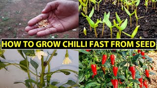 How To Grow Chillies Fast From Seed At Home  Chili Seed Germination [upl. by Marjy]