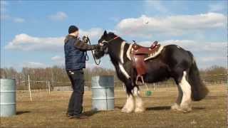 Tinker Aramis Bodenarbeit Horsemanship mit ein paar neuen Übungen [upl. by Eehc837]