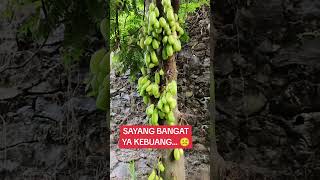 Belimbing Besi kalau Di rujak rasanya 😝 [upl. by Adine]