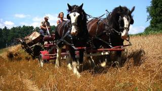 Green Mountain Draft Horse Field Day SIV233 [upl. by Holna]