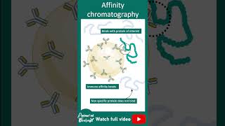 Affinity chromatography  1 minute biotechnique [upl. by Kato]