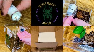 Tarantula Sling Unboxing amp Rehousing [upl. by Nwahsal]