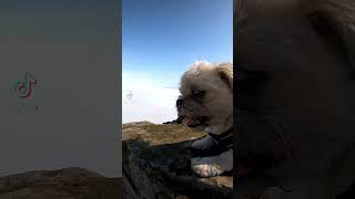 ✨Ecológico de La Molina✨short perritos treking vlog lima doglovers contenido [upl. by Sulohcin]