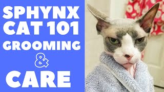 Sphynx Cat 101  Grooming and Care [upl. by Romie]