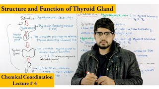 Thyroid gland and its hormones [upl. by Nicolle]