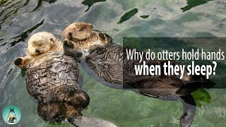 Why do otters hold hands when they sleep [upl. by Simon]