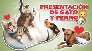 PRESENTACIÓN de GATO y PERRO 🐱💖🐶  4 pasos para que un gato y un perro se lleven bien [upl. by Yllim]