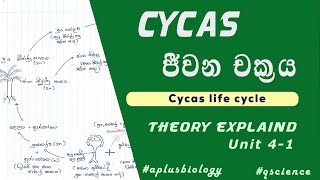 Cycas life cycle in sinhala  Cycas ජීවන චක්‍රය  Theory සරලව පැහැදිලිව [upl. by Nimrahc122]