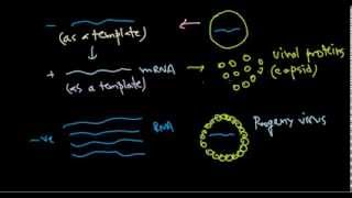 9 Replication of negative stranded RNA virus [upl. by Behka]