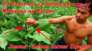 PAANO KUMITA NG MALAKI SA TALONG FARMING  Effective way [upl. by Uno]