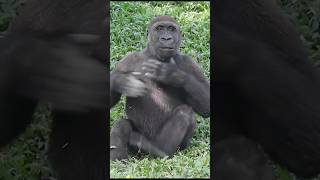 Hilarious gorilla 🤣 gorillatag 金剛猩猩 台北市立動物園 shorts [upl. by Itnuahsa]