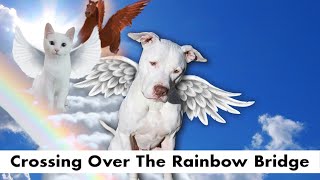 Crossing over the Rainbow Bridge Death Dying and our Beloved Animals in Transition [upl. by Jazmin]