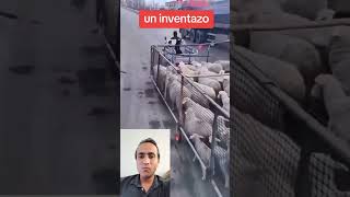 tremendo inventó para llevar ganado a salvo obejas borregos inventos creativos subscribe [upl. by Vasili699]