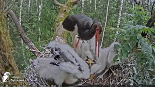 Ogris baro cāļus ar zivīm 🐟 Dad feeds the chicks with fish  Melnais stārķis Ogres novadā LDF [upl. by Onia]