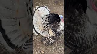 Turkey Tom gobbles in response to whistling  gobbling turkey birdshotrs [upl. by Melgar281]