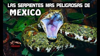 LAS SERPIENTES MAS PELIGROSAS DE MEXICO  Las Serpientes mas Venenosas de México [upl. by Neall941]