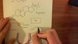 Caveolae and Endothelial Nitric Oxide Synthase Part 5 [upl. by Esilahs]