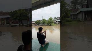 Mancing Saat Banjir Dapat Ikan Lele Ukuran Monster lele banjir lelemonster mancing menemukan [upl. by Htiek]