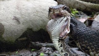 Cottonmouth vs Rattlesnake 04  Cottonmouth Kills amp Eats Rattlesnake  Time Lapse [upl. by Sayed]