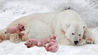 How Polar Bear Giving Birth And Feeding Her Cubs [upl. by Reppiks]