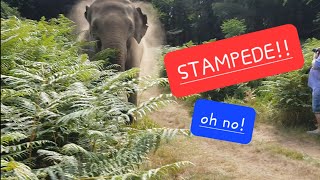 Elephant Zoo Stampede  Woburn Safari Park UK  SOUND ON 🫨🫨 [upl. by Ballard764]