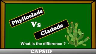 Phylloclades vs Cladode   difference between phylloclades and cladode [upl. by Inahteb646]