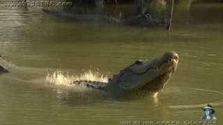 American Alligator Bellowing 09 [upl. by Kippar]