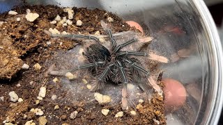 Theraphosa apophysis  뒷다리 장애 개체 핑크풋 골리앗 버드이터의 탈피  Pinkfoot birdeater tarantula molting [upl. by Star]