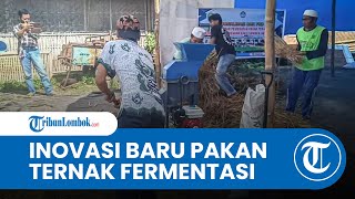 Atasi kesulitan Pakan Ternak Fakultas Pertanian UGR Kenalkan Pakan Ternak Fermentasi [upl. by Torhert]