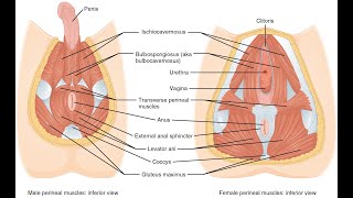 Anatomy of the perineal body and clinical relevance of the perineal body Vaginal and uterus prolapse [upl. by Suicul]