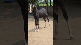 Rupal stud farm colt कबीर For sell mo9724588670rupalstudfarm [upl. by Anaujik]