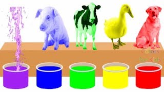 Farm Animals Bathing Colors Fun  Learn Colors for Children Kids Toddlers To Learn With Animals [upl. by Ybroc291]