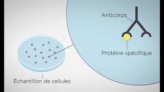 MOOC côté labo  Technique d’étude des protéines cellulaires  western blot  les principes [upl. by Eicats]