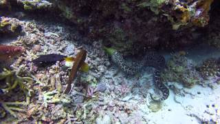 Undulated moray eating a redtoothed triggerfish [upl. by Mishaan]