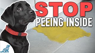 Stop Accidents Indoors With THIS Puppy Potty Training Plan [upl. by Ynelram506]