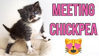 Meeting my Adorable New Foster Kitten Chickpea [upl. by Hall]