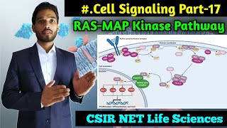 RasMAP kinase Pathway  BSc 1st year Zoology  Cell signalling Part17  CSIR NET Life Sciences [upl. by Lemmuela849]