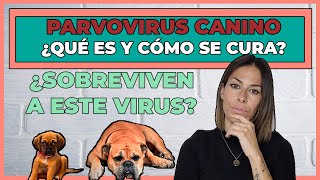 PARVOVIRUS EN CACHORROS ⚠  QUÉ HACER y cómo CURARLO ✔ [upl. by Fiorenza]