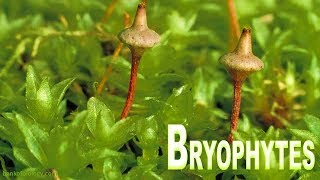 Plant kingdom part 3  Bryophyta Mosses and Liverworts [upl. by Gottuard]